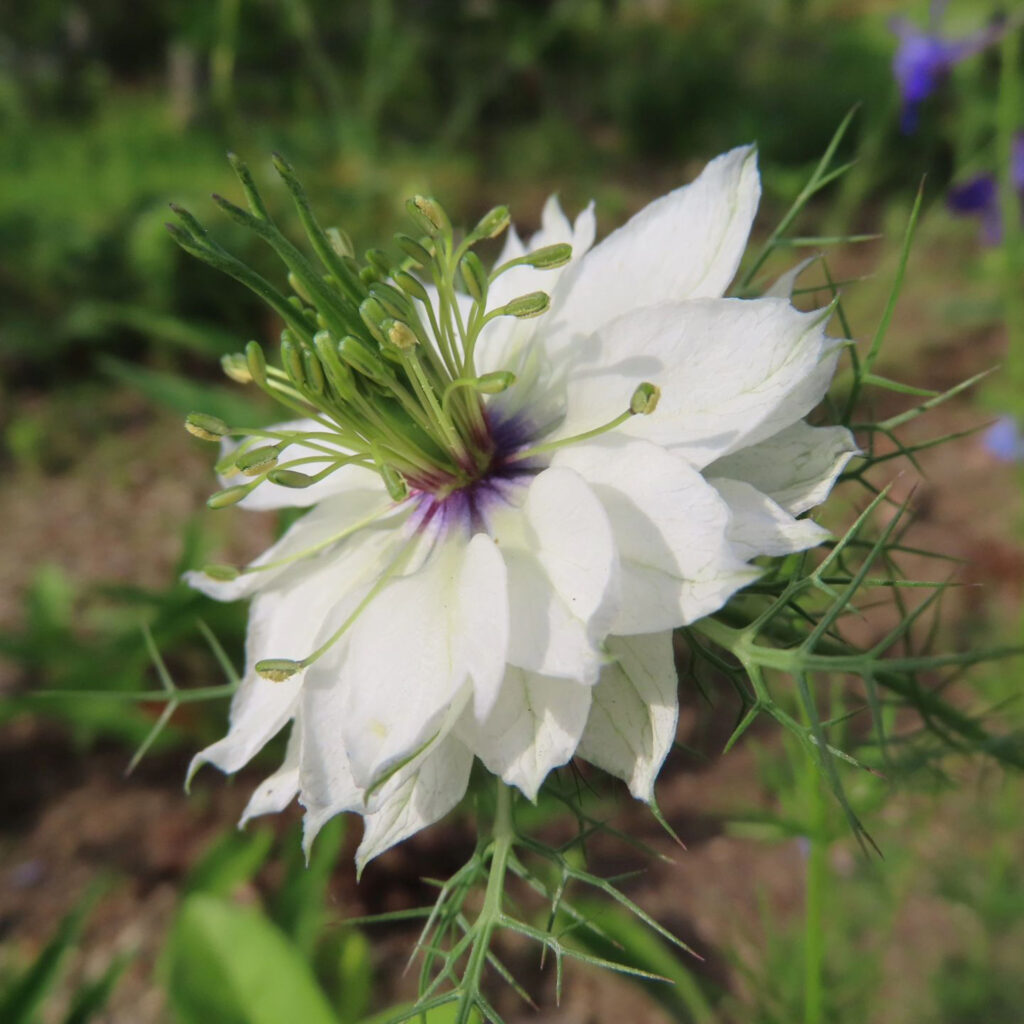 横から見た白いニゲラの花