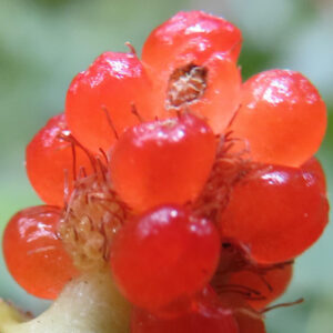 クサイチゴの白花を撮影した花写真