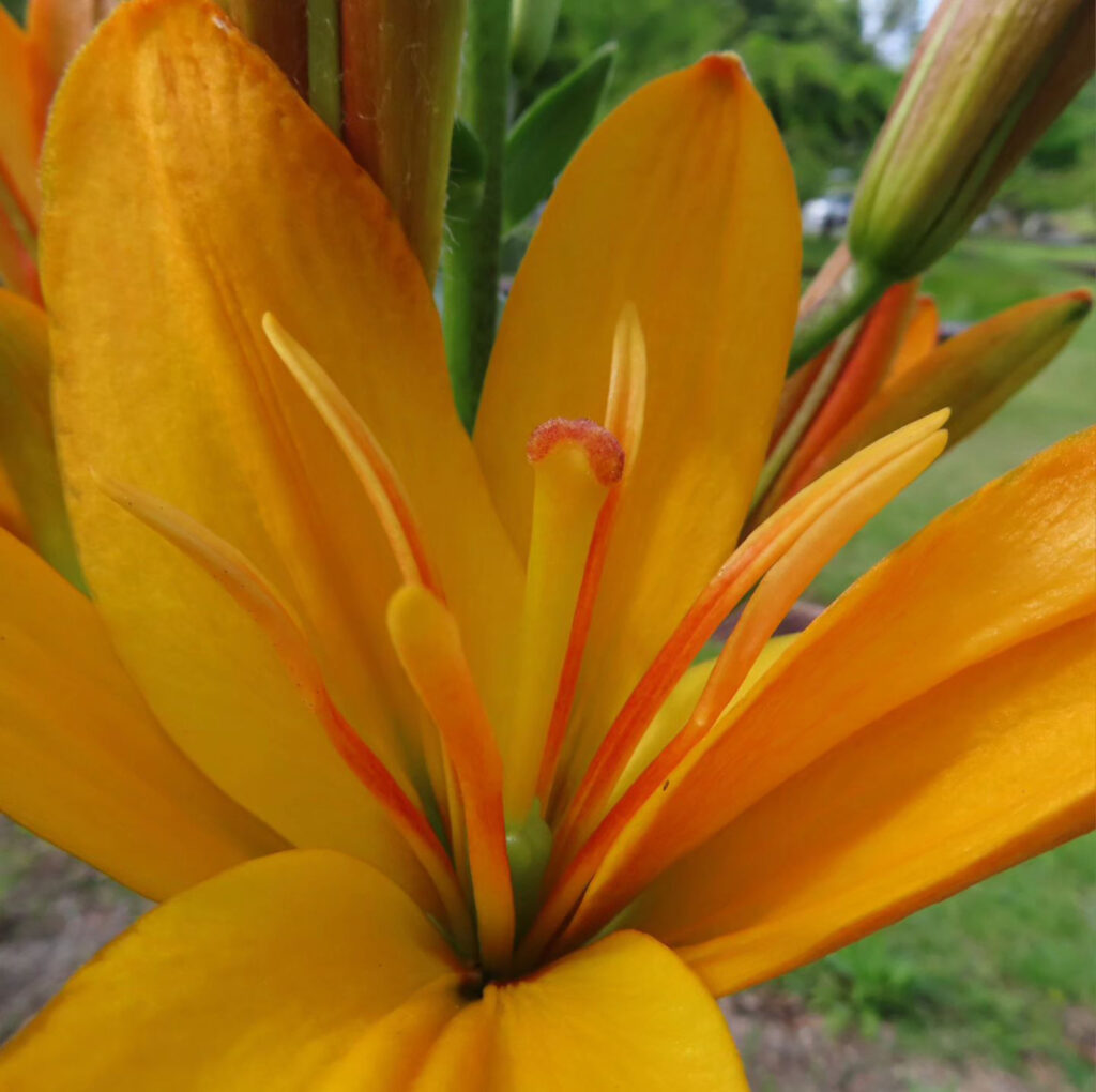 斜め上から見たオレンジリリーの花のクローズアップ