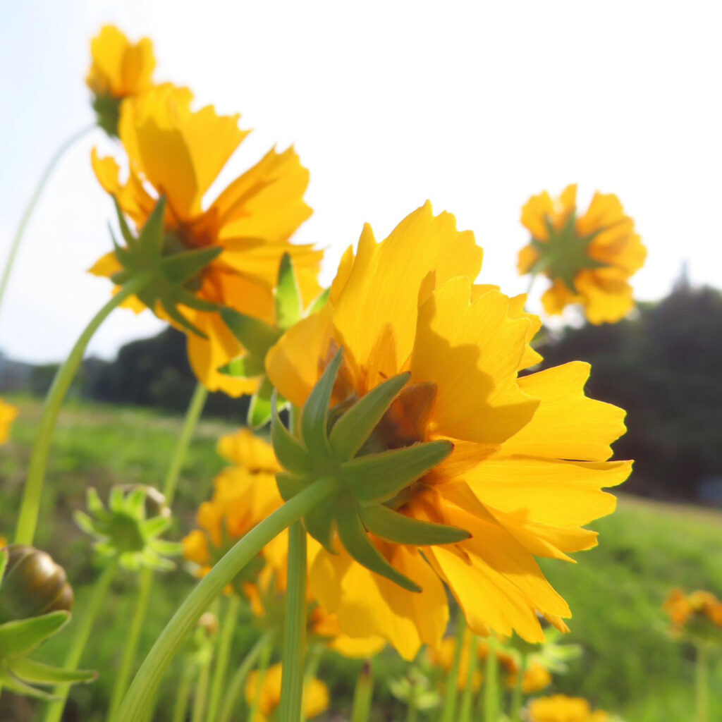 後ろから見たオオキンケイギクの花々