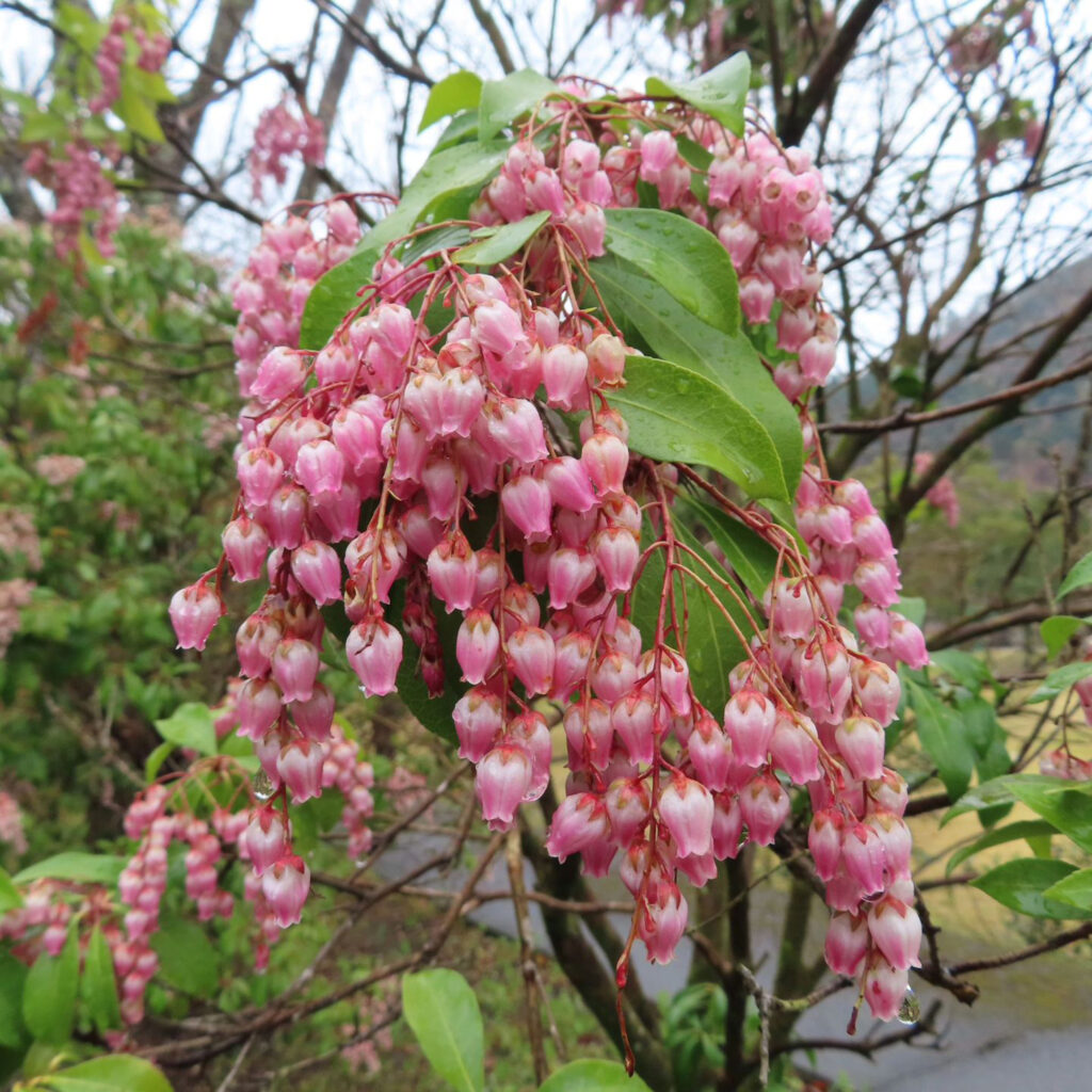 アセビがピンク色の花を咲かせています