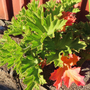 ゼラニウムの天竺葵とくちばし形を撮影した花写真