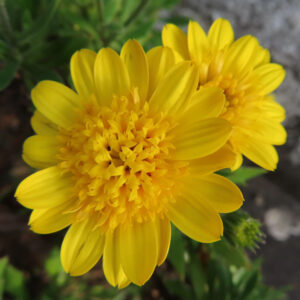 マーガレットの真珠の花を撮影した花写真