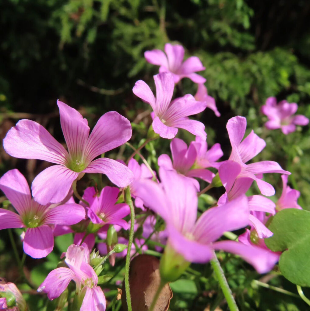 ピンク色の花を咲かせるムラサキカタバミの群生