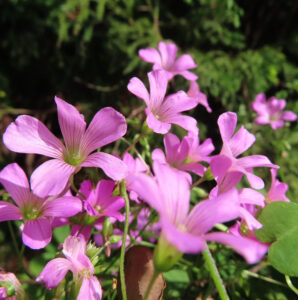 ムラサキカタバミの淡紅紫の片喰花を撮影した花写真