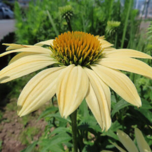 淡黄色のエキナセアを斜めから撮影した高画質無料写真。橙色の花心が立体的に盛り上がり、柔らかな黄色の花弁が外側へ広がる
