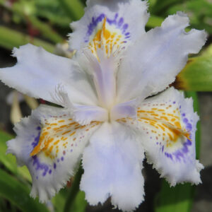 シャガの日陰に咲く文様花を撮影した花写真