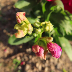 ストックのまっすぐ香る花穂を撮影した花写真