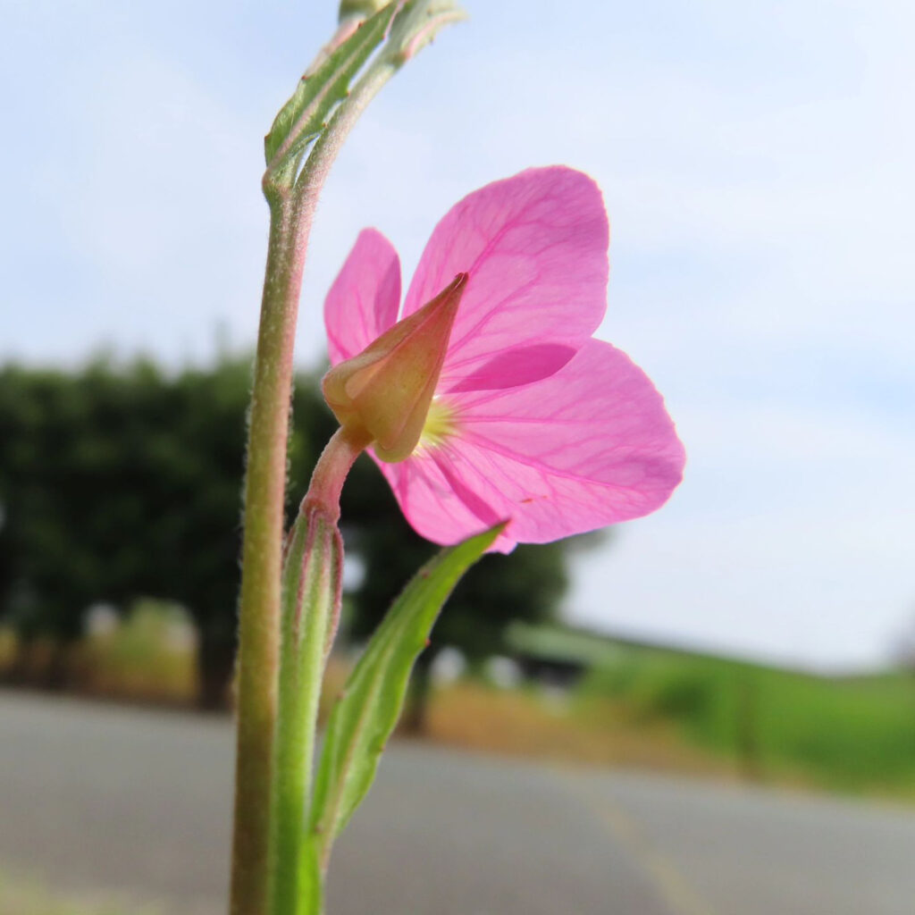 ユウゲショウがピンク色の花を咲かせています