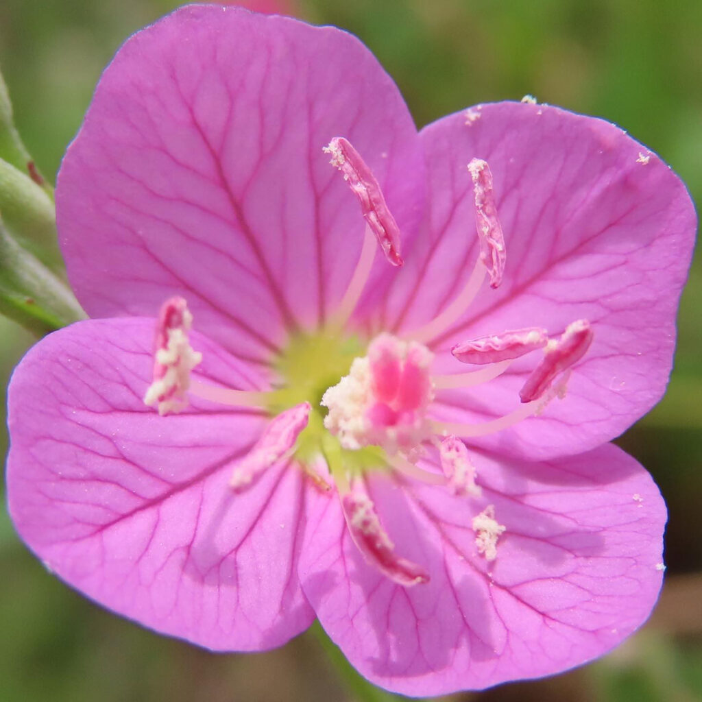 ユウゲショウがピンク色の花を咲かせています