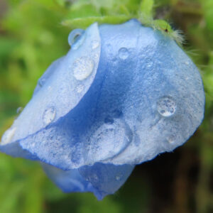 ネモフィラの空色のBaby blue eyesを撮影した花写真