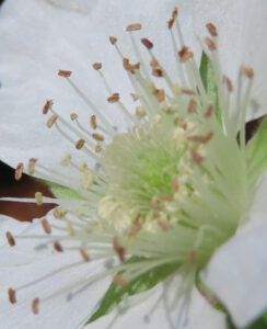 クサイチゴの白花を撮影した花写真