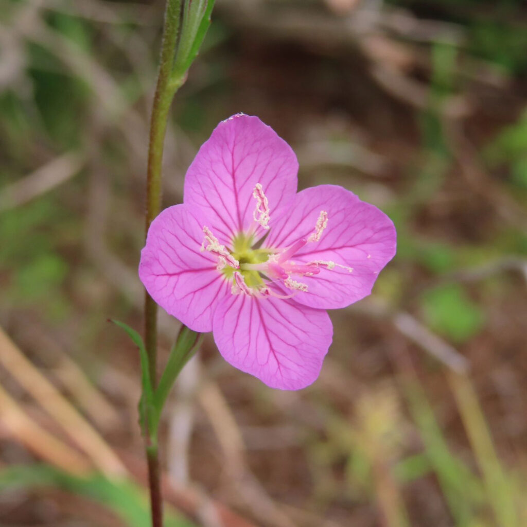 ユウゲショウがピンク色の花を咲かせています