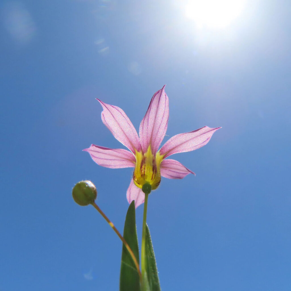 ニワゼキショウが薄紫色の花をさかせています