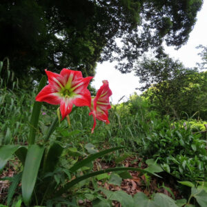 草地に咲く赤と白のアマリリスを広角で撮影した写真。背景に木々と空が広がる自然風景