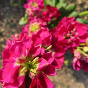 ストックのまっすぐ香る花穂を撮影した花写真