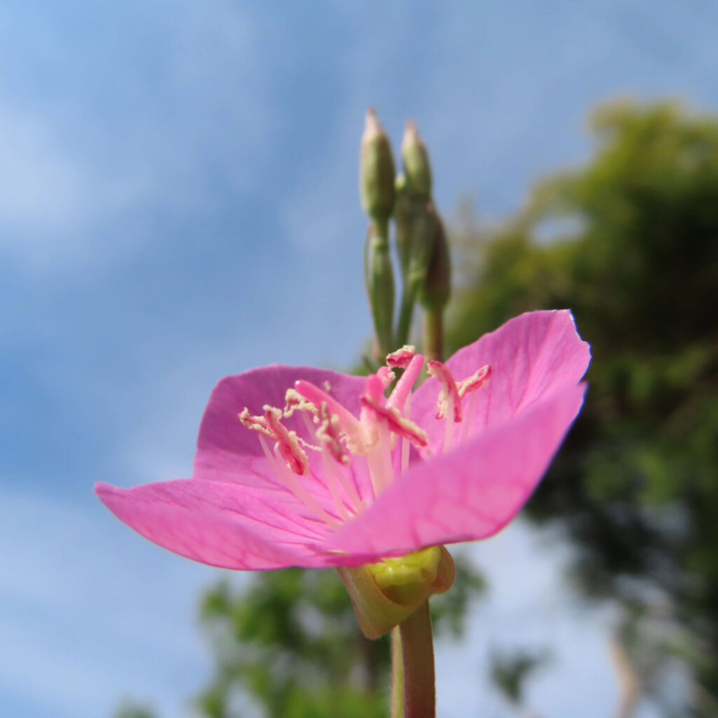 ユウゲショウがピンク色の花を咲かせています