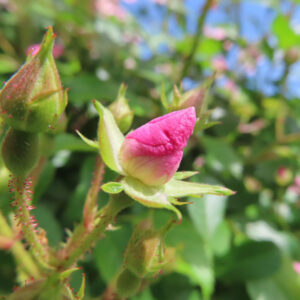 ノイバラの野ばらの白い一重花を撮影した花写真