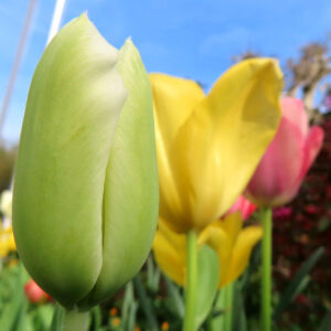 チューリップのターバンに由来する春の球根花を撮影した花写真