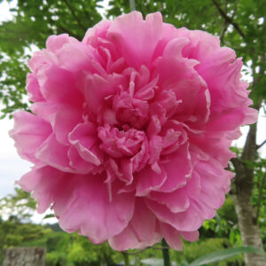 シャクヤクの立てば芍薬を撮影した花写真