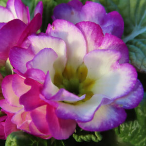 プリムラの春を告げる花を撮影した花写真