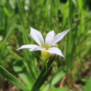 白いニワゼキショウの横顔を接写した春の草花の写真素材
