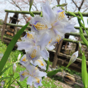 シャガの日陰に咲く文様花を撮影した花写真