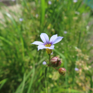 つぼみと咲きかけた青紫色のニワゼキショウを接写した春の植物写真