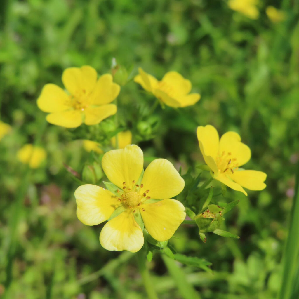 ヘビイチゴが黄色い花を咲かせています