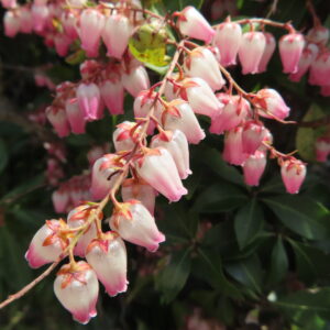アセビの鈴なりの馬酔木を撮影した花写真