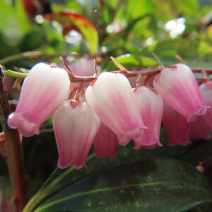 アセビの鈴なりの馬酔木を撮影した花写真