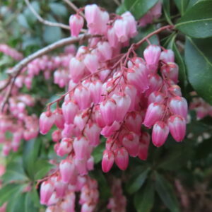 アセビの鈴なりの馬酔木を撮影した花写真