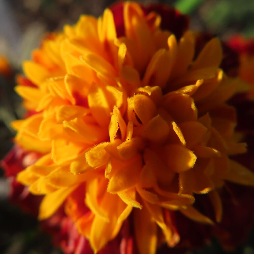 マリーゴールドの花を正面から捉えた接写写真。オレンジと黄色の花弁が幾重にも重なり、陽光を受けて立体感と質感が際立つマリーゴールドの花姿