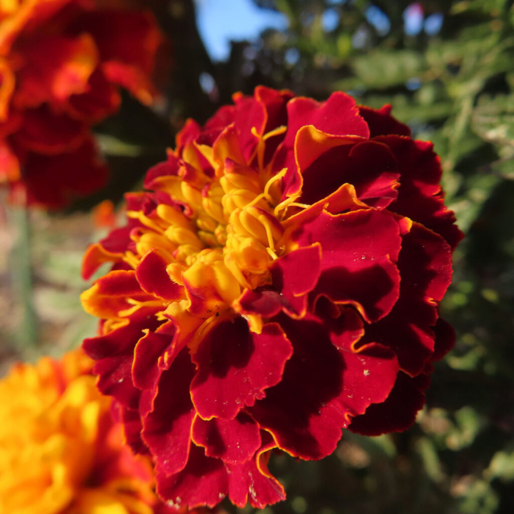 赤い花弁の外側と黄色い中心部のコントラストが美しいマリーゴールドの花を、自然光の下で立体感豊かに捉えたクローズアップ写真