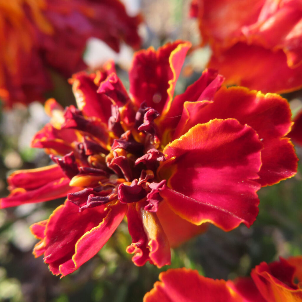 赤い花弁の縁に黄色のラインが入り、波打つような花弁の形が印象的なマリーゴールドの花を自然光で捉えたクローズアップ写真