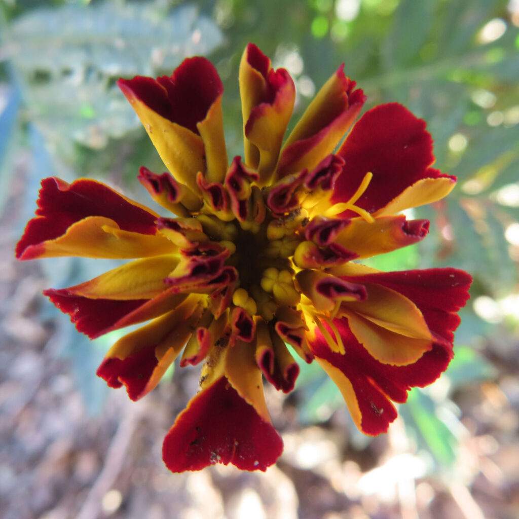 赤と黄色の花弁が放射状に広がり、中心部のつぼみと花粉まで確認できるマリーゴールドの花を真上から捉えたクローズアップ写真