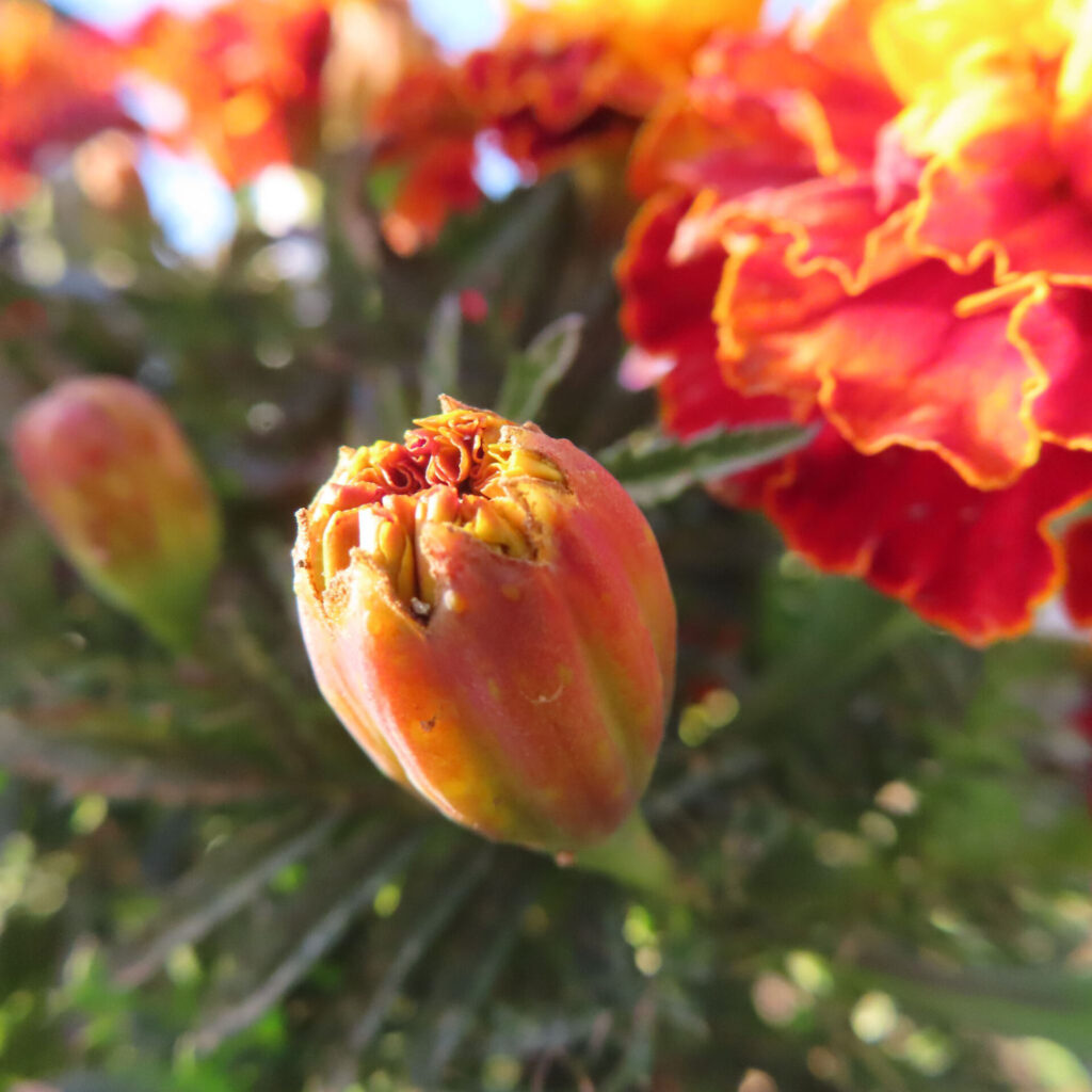 赤と黄色の花弁を内包したマリーゴールドのつぼみをクローズアップで捉え、背景に咲く花を柔らかくぼかした自然光下の写真