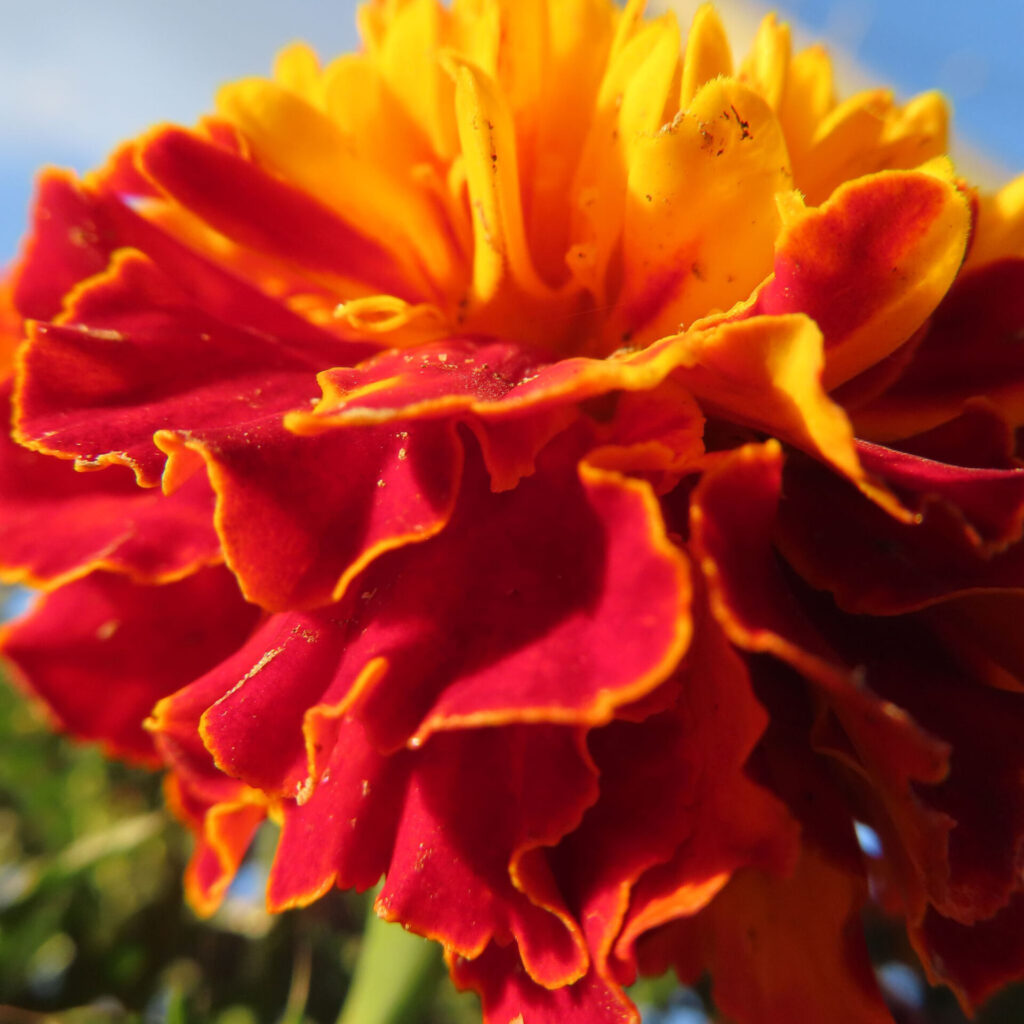 赤と黄色の花弁が幾重にも重なり、縁が波打つように広がるマリーゴールドの花を強い自然光で捉えたクローズアップ写真