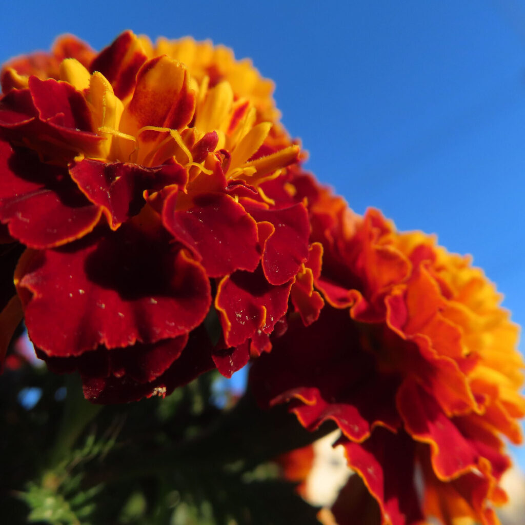 青空を背景に、赤と黄色の花弁が幾重にも重なって咲くマリーゴールドを斜め下から捉えた写真。前景の花にピントを合わせ、奥の花を柔らかくぼかした立体感のある構図