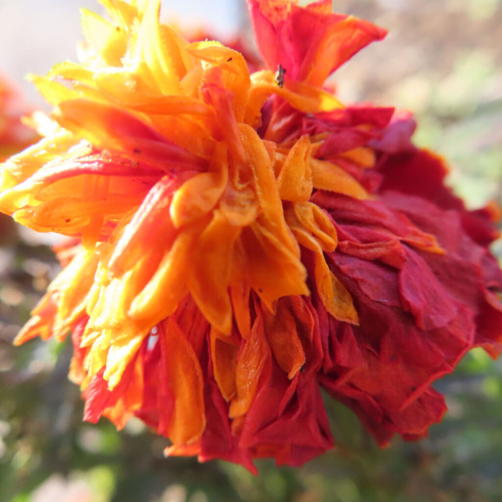 赤とオレンジの花弁が重なり合い、ややうなだれた姿が印象的なマリーゴールドの花を自然光で捉えたクローズアップ写真