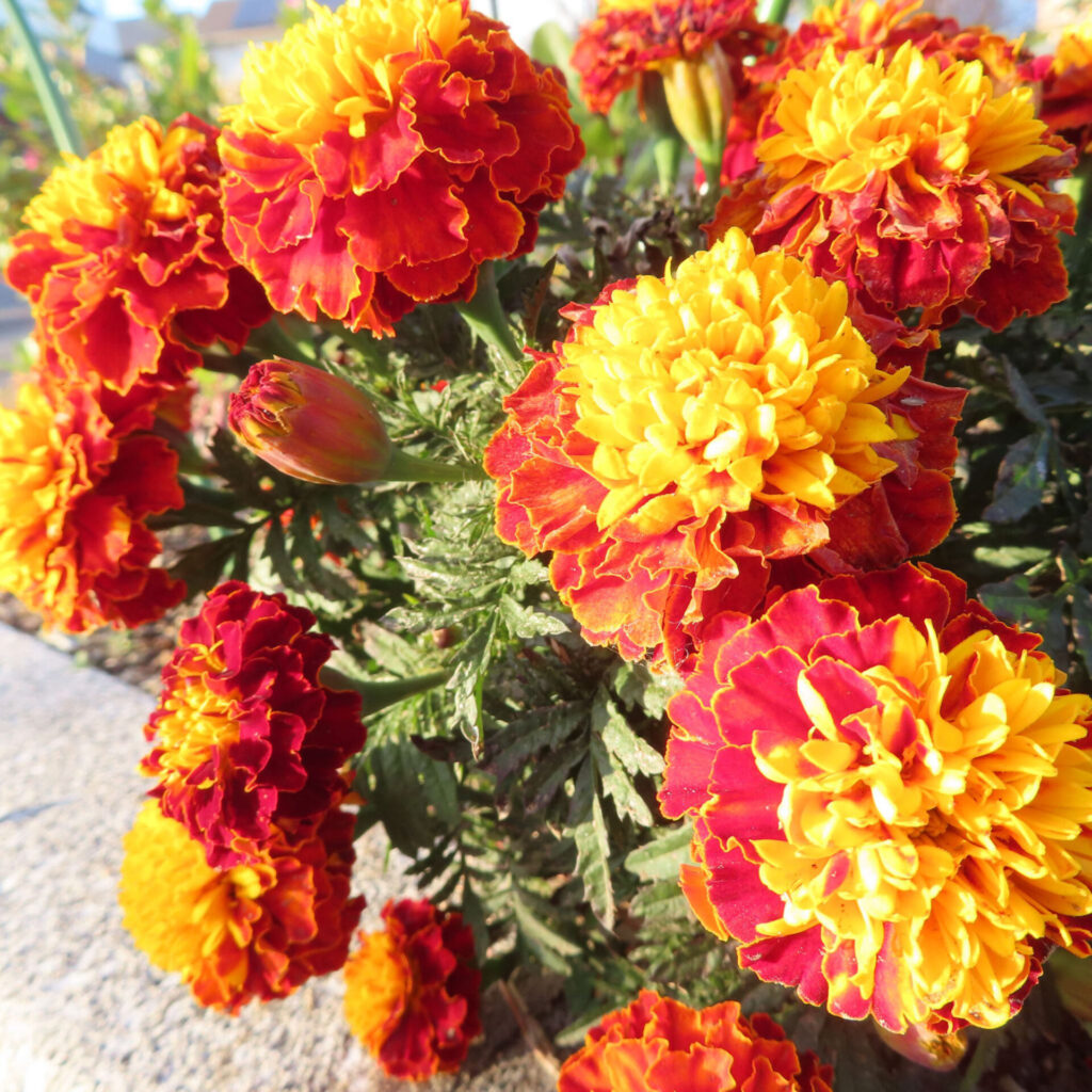 赤と黄色の花弁が鮮やかに咲きそろうマリーゴールドの花壇を自然光の下で捉えた写真。複数の花とつぼみ、葉の様子まで分かる立体感のある構図