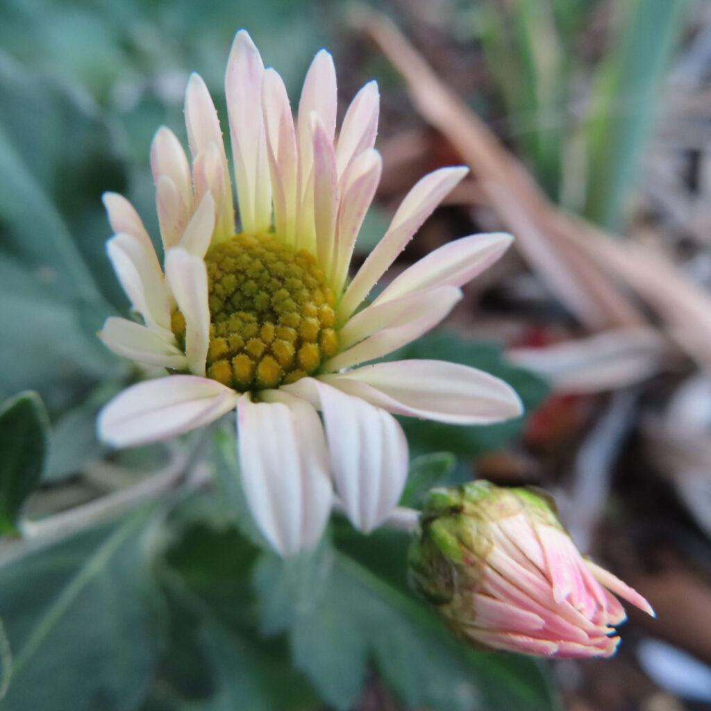 淡いピンクがかった白い花弁と黄緑色の中心部が特徴的なキクの花をマクロで捉え、右下にふくらみ始めた蕾を配した自然な構図の写真