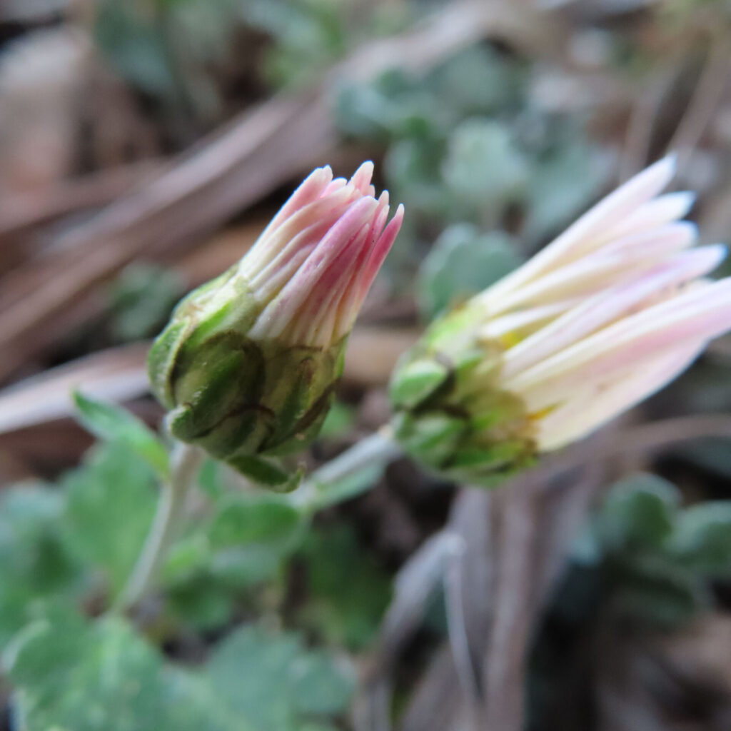 淡いピンク色の花弁がのぞくキクの蕾を2輪、自然な奥行きのある背景とともに接写で捉えた構図の写真