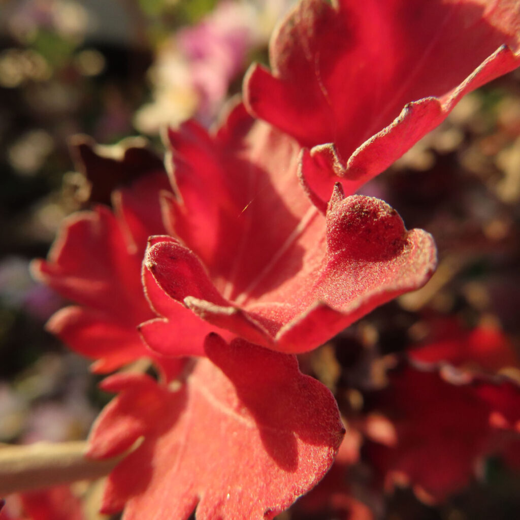 逆光を受けて縁が輝く赤いキクの花弁を接写で捉え、背景を大きくぼかして質感と立体感を際立たせたマクロ写真