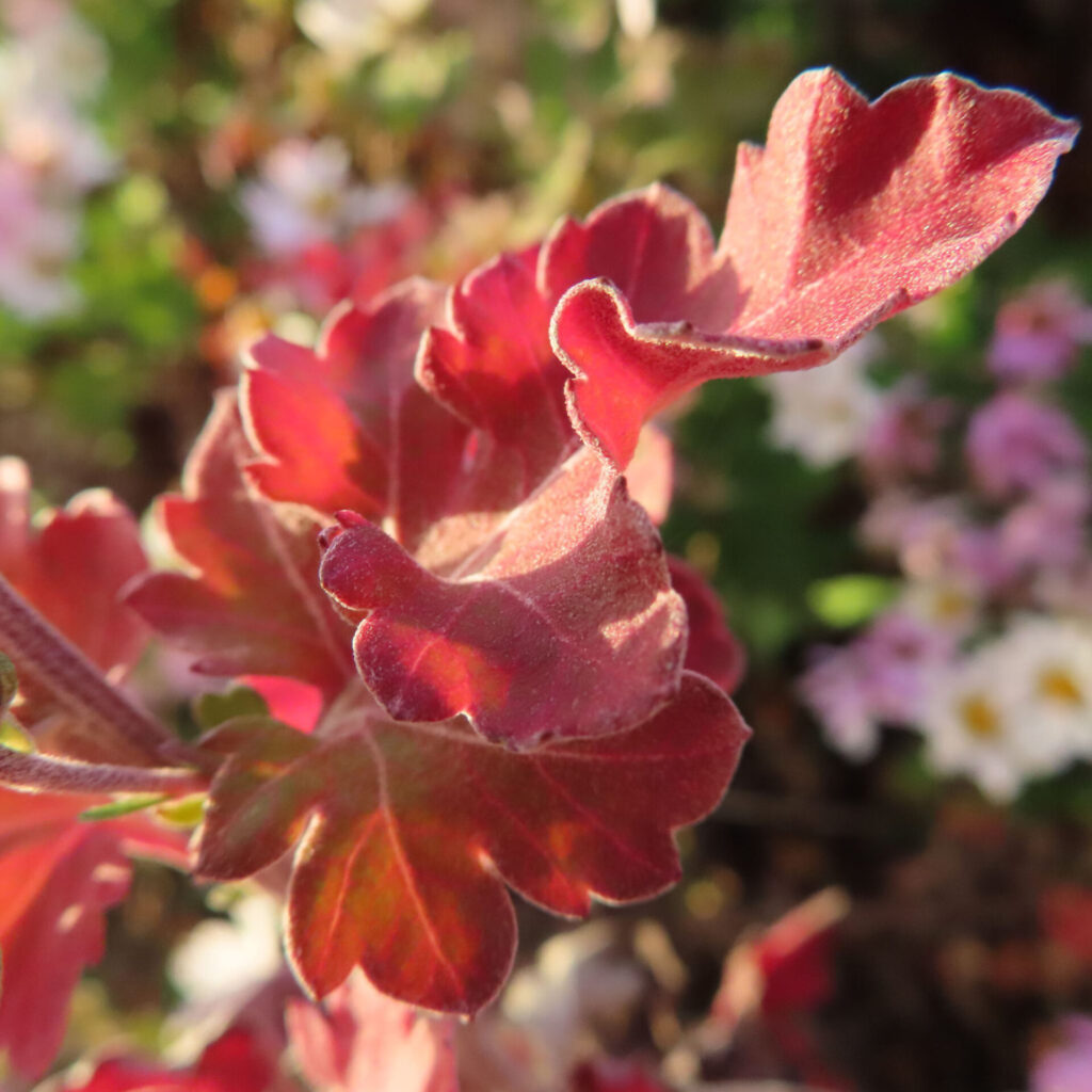 逆光に照らされて赤く色づいたキクの葉と花弁が重なり合う様子を、背景の花々を大きくぼかして捉えた接写写真