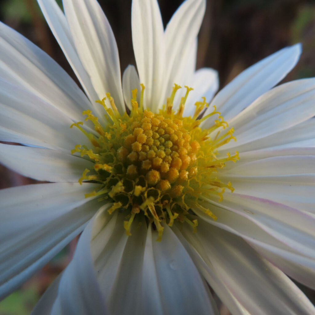 白い花弁が放射状に広がり、中央の黄緑色の花芯と黄色い雄しべを接写で捉えたキクのマクロ写真