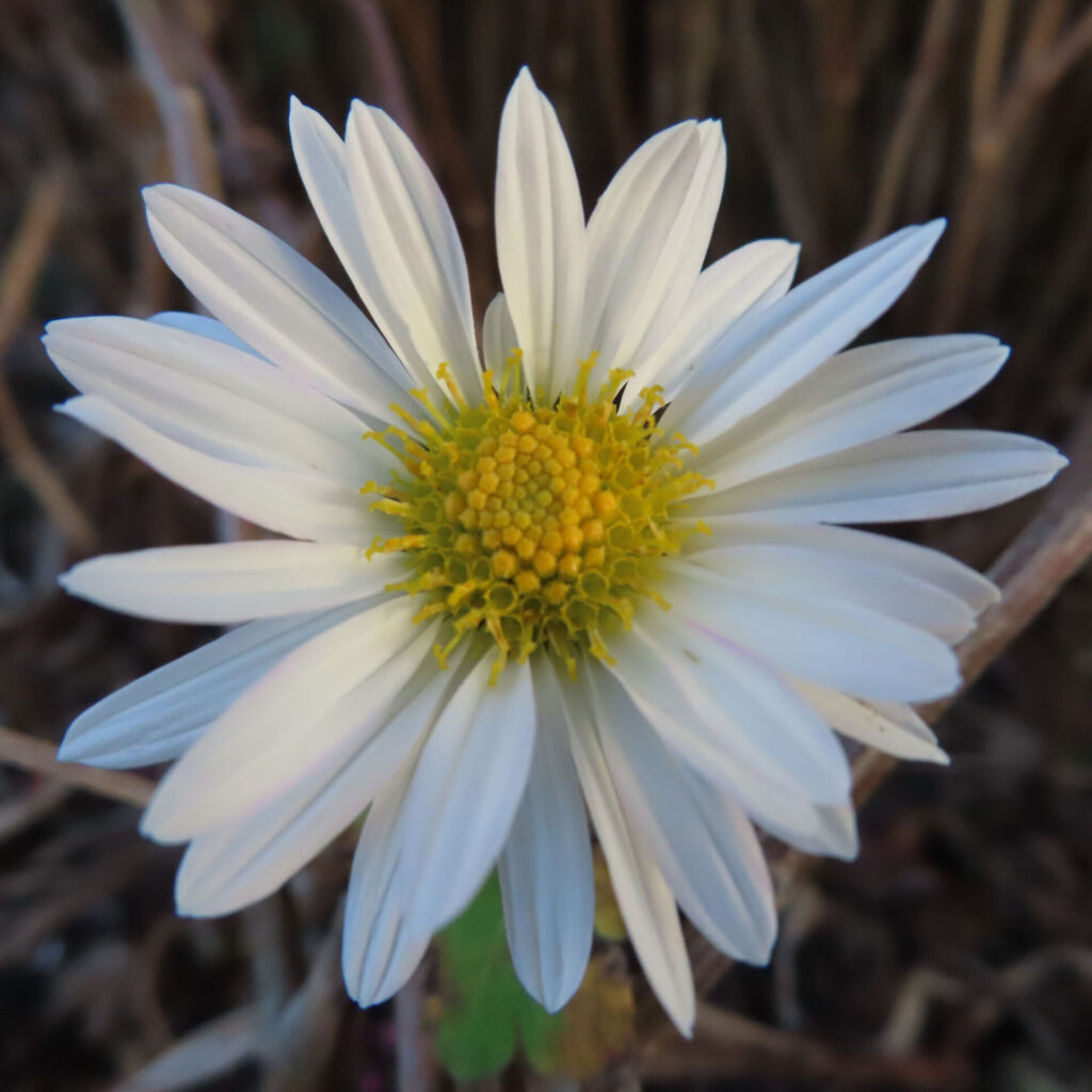 白い花弁が放射状に整い、中央の黄緑色の花芯と細かな黄色い雄しべが際立つキクの花を真正面から捉えたマクロ写真