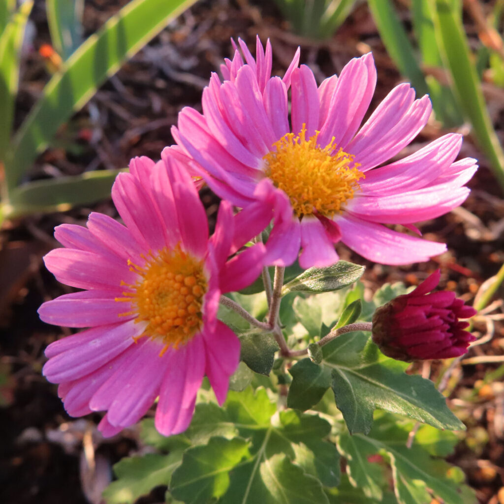 鮮やかなピンク色の花弁と黄色い花芯をもつキクの花が2輪咲き、右側に濃紅色の蕾を添えた自然光下の接写写真