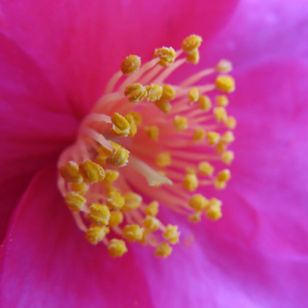 サザンカの花を超接写で捉えた写真。鮮やかなピンク色の花弁を背景に、黄色い花粉をまとった多数の雄しべが弧を描くように広がり、柔らかなボケ感と浅い被写界深度で立体感と生命感を強調した構図。