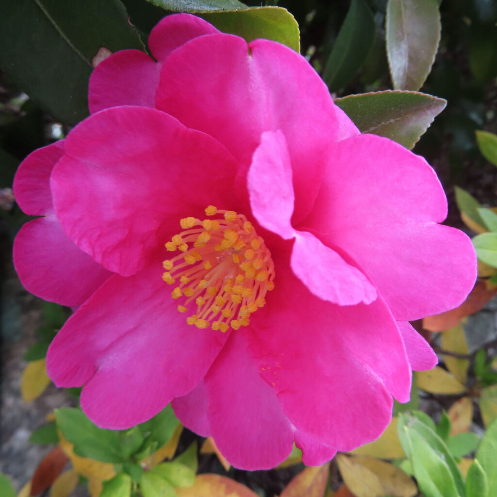 鮮やかな濃いピンク色のサザンカの花を正面から捉えたクローズアップ写真。丸く重なり合う花弁の中心に黄色い雄しべが集まり、周囲の緑や落ち葉を背景に自然光で花色の鮮明さと立体感を強調した構図。